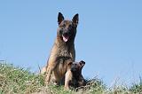 MALINOIS 995